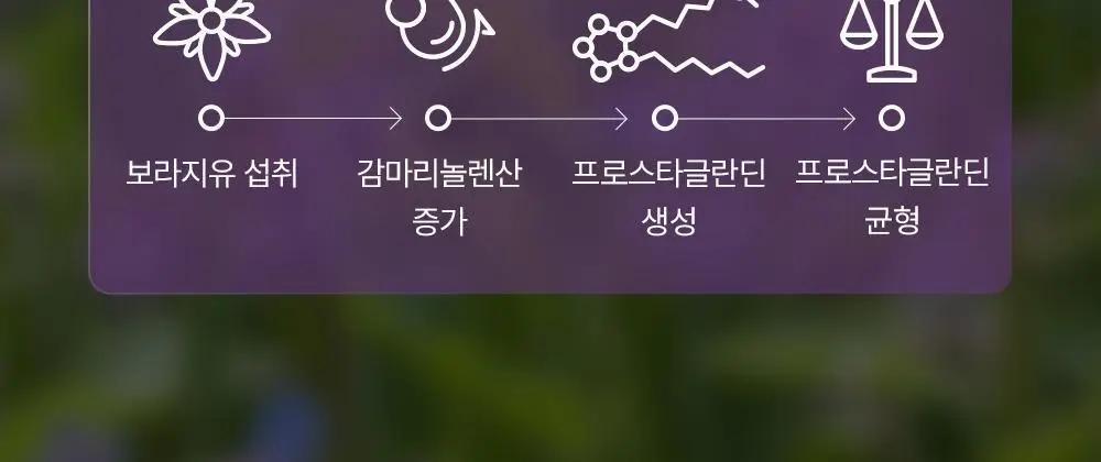 [콜레스테롤 개선] 이너플로라 보라지유 60캡슐 (1개월분) 상세페이지 10